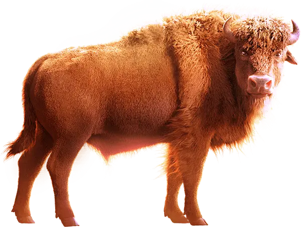 美洲野牛（Buffalo Win）遊戲介紹 - 角色素材